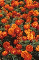 French Marigold Tagetes patula Seven Star Red