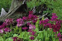 candleabra Primula japonica in front of sculptural dead tree trunk