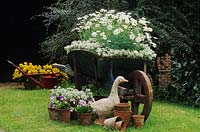 Wooden wheelbarrow used as recycled container for white Marguerites and Alyssum Viola Cottage Garden