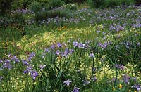 San Francisco Botanical Garden Strybing Arboretum California wild flower meadow native plants