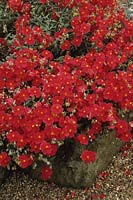 rock rose Helianthemum Beechpark Red