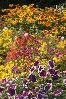 RHS Wisley Surrey Bed of seed sown summer flowering colourful annuals Petunia Blue Frost Salpiglosis Casino Series Rudbeckia Rus