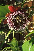 Passion Flower Passiflora quadrangularis