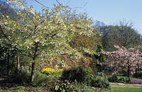 Barnsdale Rutland Geoff Hamilton s garden in Spring with flowering cherries and view across garden