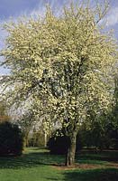 pear Pyrus amygdaliformis Spring flower blossom tree April