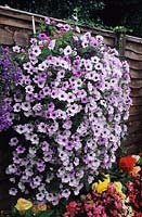 Usk Gwent Petunia surfina in hanging basket on fence