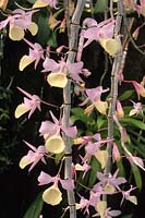 orchis Dendrobium pierardii