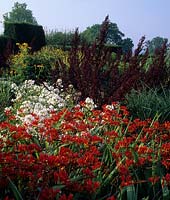 Great Dixter Sussex Crocosmia Lucifer white Phlox Red Orache yew hedges