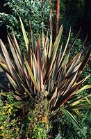 New Zealand flax Phormium Sundowner