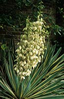 Spanish dagger Yucca gloriosa Variegata