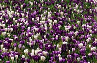 mixed Dutch Crocus vernus at Kew Gardens Surrey