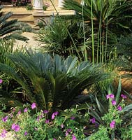 Chelsea FS 2003 design Simon Scott Japanese sago palm Cycas revoluta Cyperus papyrus Geranium Chamaerops Humilis