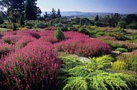 Champs Hill Sussex Daboecia cantabrica Atropurpurea and conifers with view across garden to distant landscape sandy soil