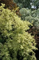 Cornus mas Variegata Salix alba