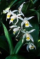 Coelogyne intermedia