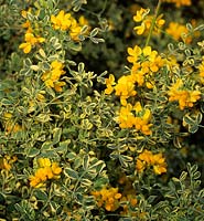 Coronilla valentina subsp glauca Variegata