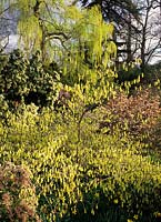 Savill Gardens Surrey Corylopsis glabrescens var gotoana Pieris weeping willow