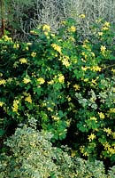 Coronilla valentina subsp glauca Citrina