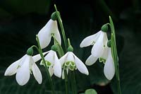 snowdrop Galanthus woronowii