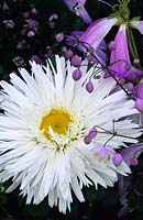 shasta daisy Leucanthemum superbum Aglaia