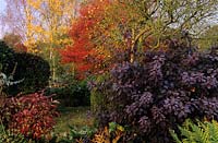 Eastgrove Cottage garden Worcestershire autumn colour