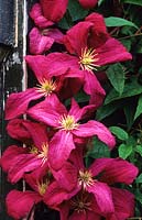 Clematis viticella 'Abundance'