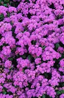 Ageratum houstonianum Blue Danube