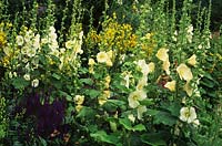 Sleightholmedale Lodge Yorkshire Hollyhocks Alcea rosea