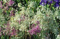 Allium carinatum subsp pulchellim