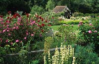 Frith Lodge Sussex roses and perennials with view across fence to garden building Rosa Frensham Cystus Sisyrinchium striatum Eup