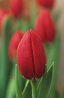 Tulipa 'Prominence' in bud just before opening