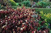 Eastgrove Cottage Worcestershire Viburnum plicatum