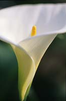 Arum Lily Zantedeschia aethiopica