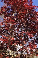 Acer platanoides Crimson King