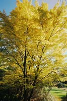 Japanese Maple Acer palmatum Sango kaku syn Senkaki