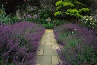 Parham Sussex path lined with catmint Nepeta x faassenii