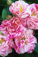 centrifolia rose Rosa gallica Versicolor syn Rosa mundi