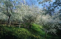 Willow Cottage Sussex flowering cherry tree Prunus Taihaku on bank with primroses Primula vulgaris and wooden fence