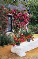 private garden Sark Isles of Scilly small cottage front garden with climbing rose Rosa American Pillar on white washed wall pots