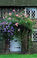 small cottage front garden with rose Rosa 'Bantry Bay' and Clematis 'Perle D'Azur' growing round front door po