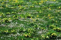 West Dean Sussex Spring wild flowers in lawn Primroses Daisies and Fritillaries