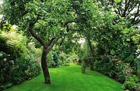 Apple tree insmall suburban town garden