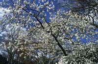 flowering cherry tree Prunus Taihaku