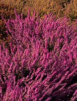 ling Scot s Heather Calluna vulgaris Peter Sparkes