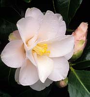 Camellia japonica Hagoromo syn Magnoliflora