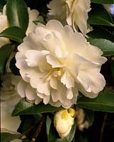 Camellia sasanqua Fuji No Mine