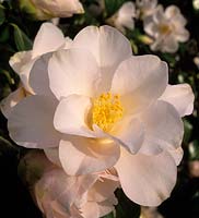 Camellia japonica Hagoromo syn Magnoliflora syn Magnoliflora