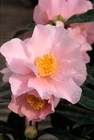 Camellia japonica Billy McFarland