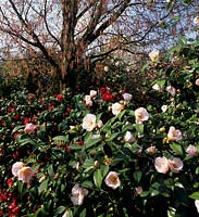 Hilliers Arboretum Hampshire Camellia japonica Satanella and Camellia x williamsii Elizabeth de Rothschild underplanted Acer neg