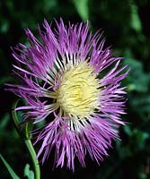 Centaurea rothrockii Purple Scotch